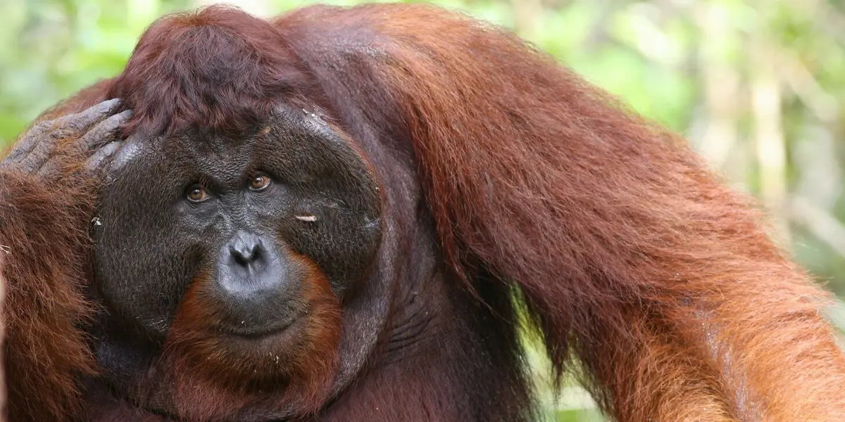 King of Orangutan